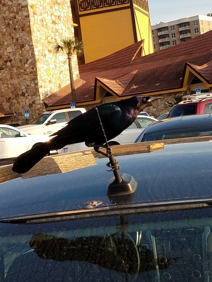 Boat-tailed Grackle - ML141491881