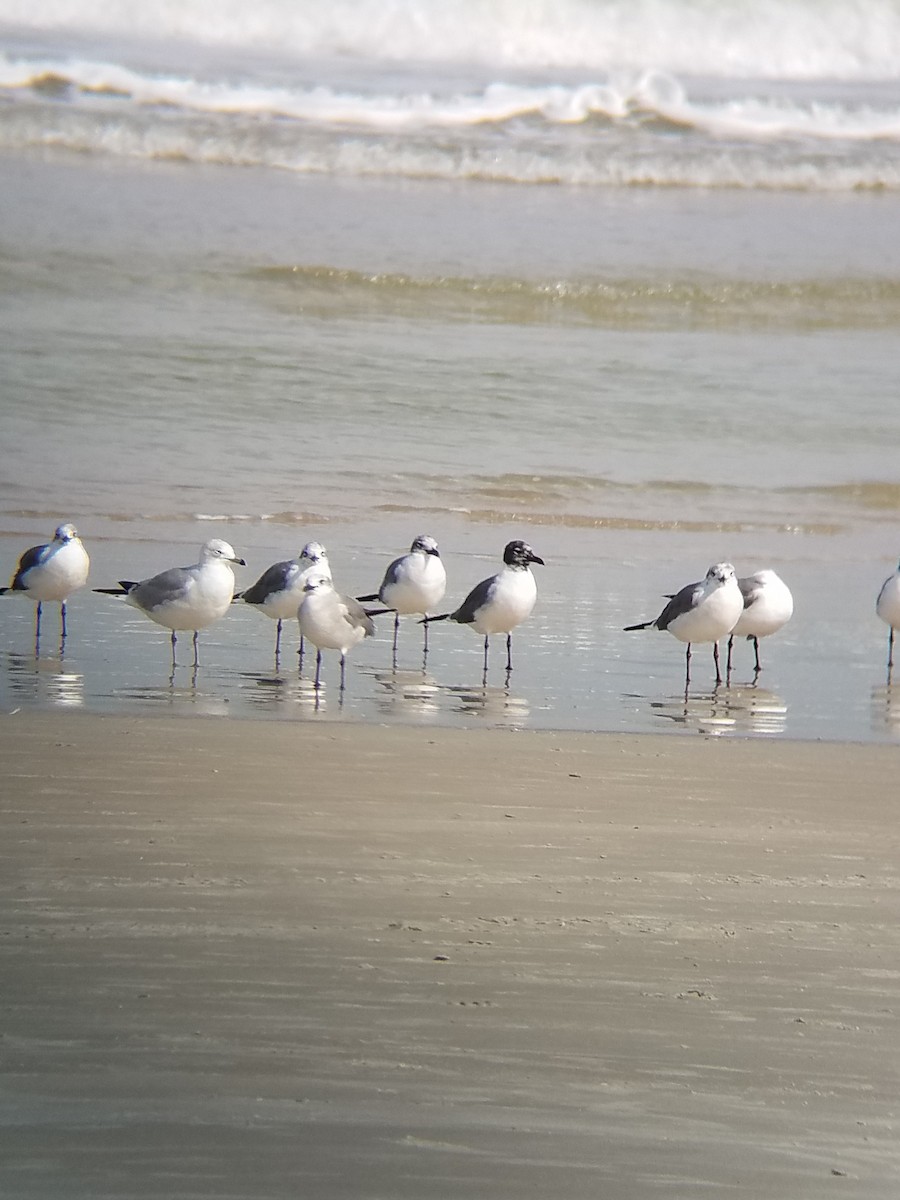 Laughing Gull - ML141492191