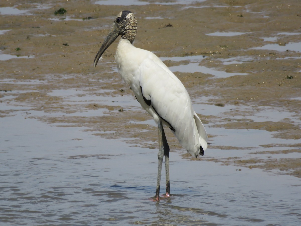 Wood Stork - ML141492241