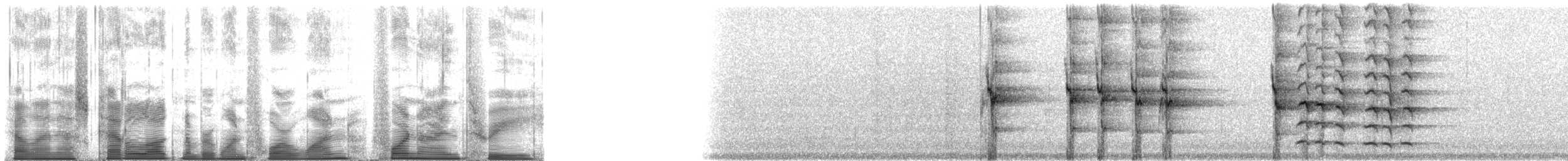 North Island Saddleback - ML141493