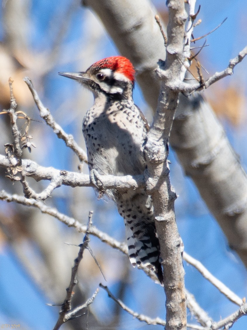 Ladder-backed Woodpecker - T I