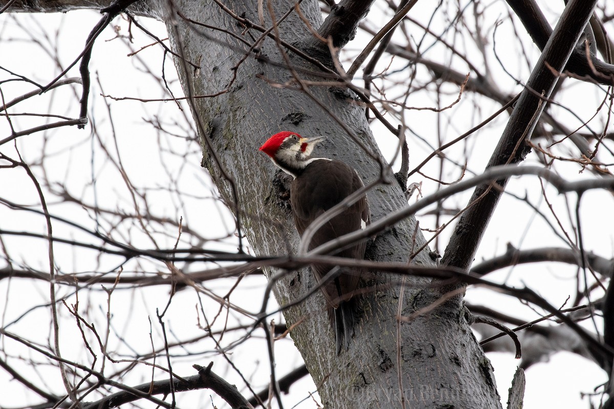 Pileated Woodpecker - ML141494101