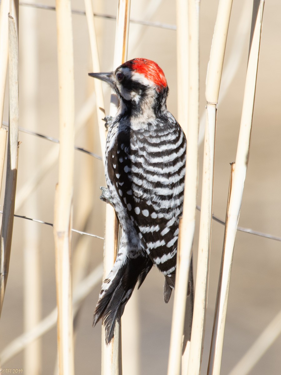 Ladder-backed Woodpecker - ML141494111