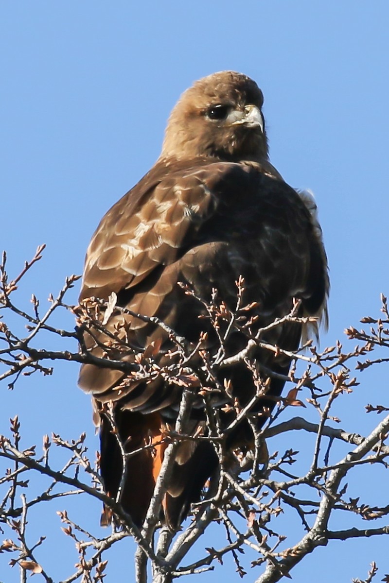 Red-tailed Hawk - ML141495171