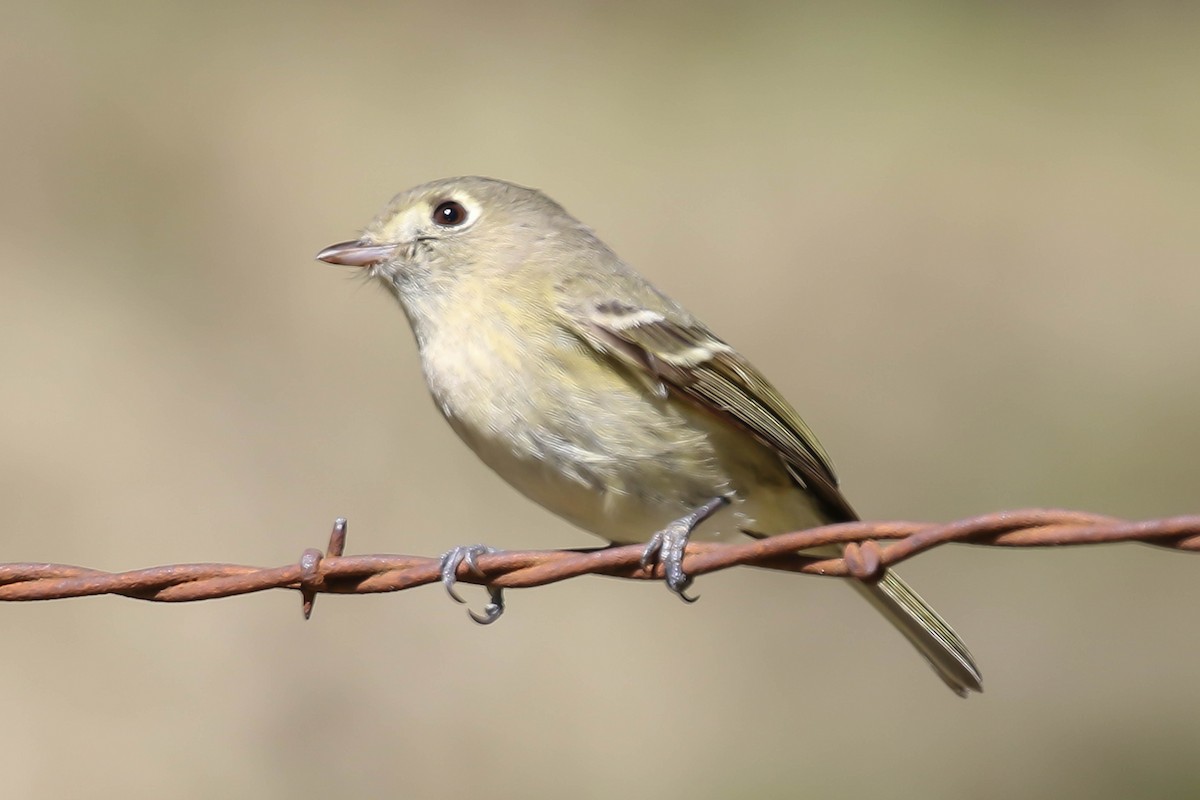 Hutton's Vireo - ML141495221