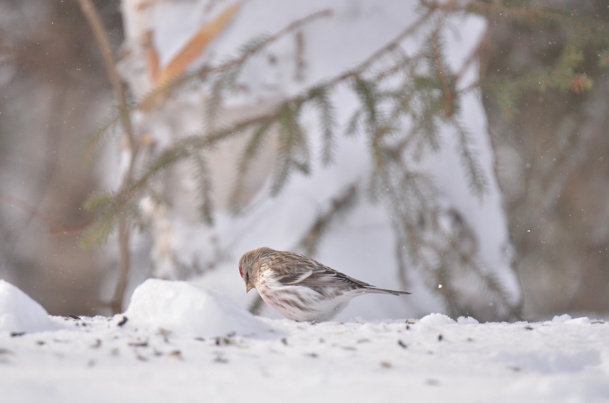 Hoary Redpoll - ML141495361