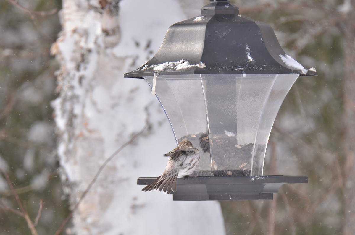 Hoary Redpoll - ML141495381