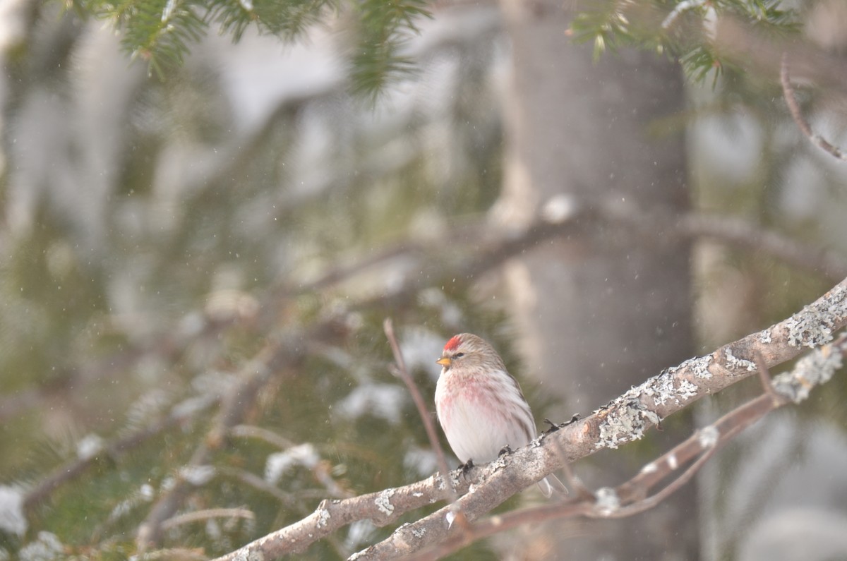 Hoary Redpoll - ML141495391