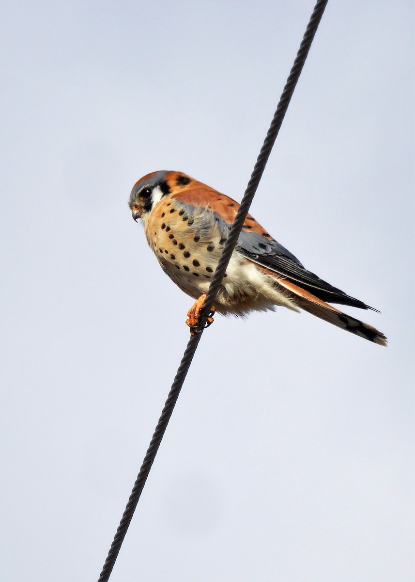 American Kestrel - David Edwards