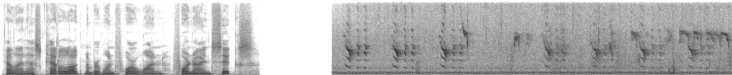 North Island Saddleback - ML141496