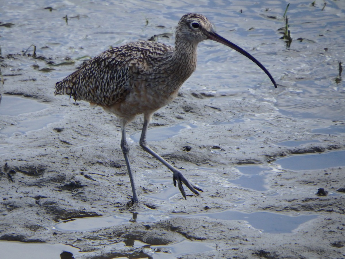Long-billed Curlew - Victoria Vosburg