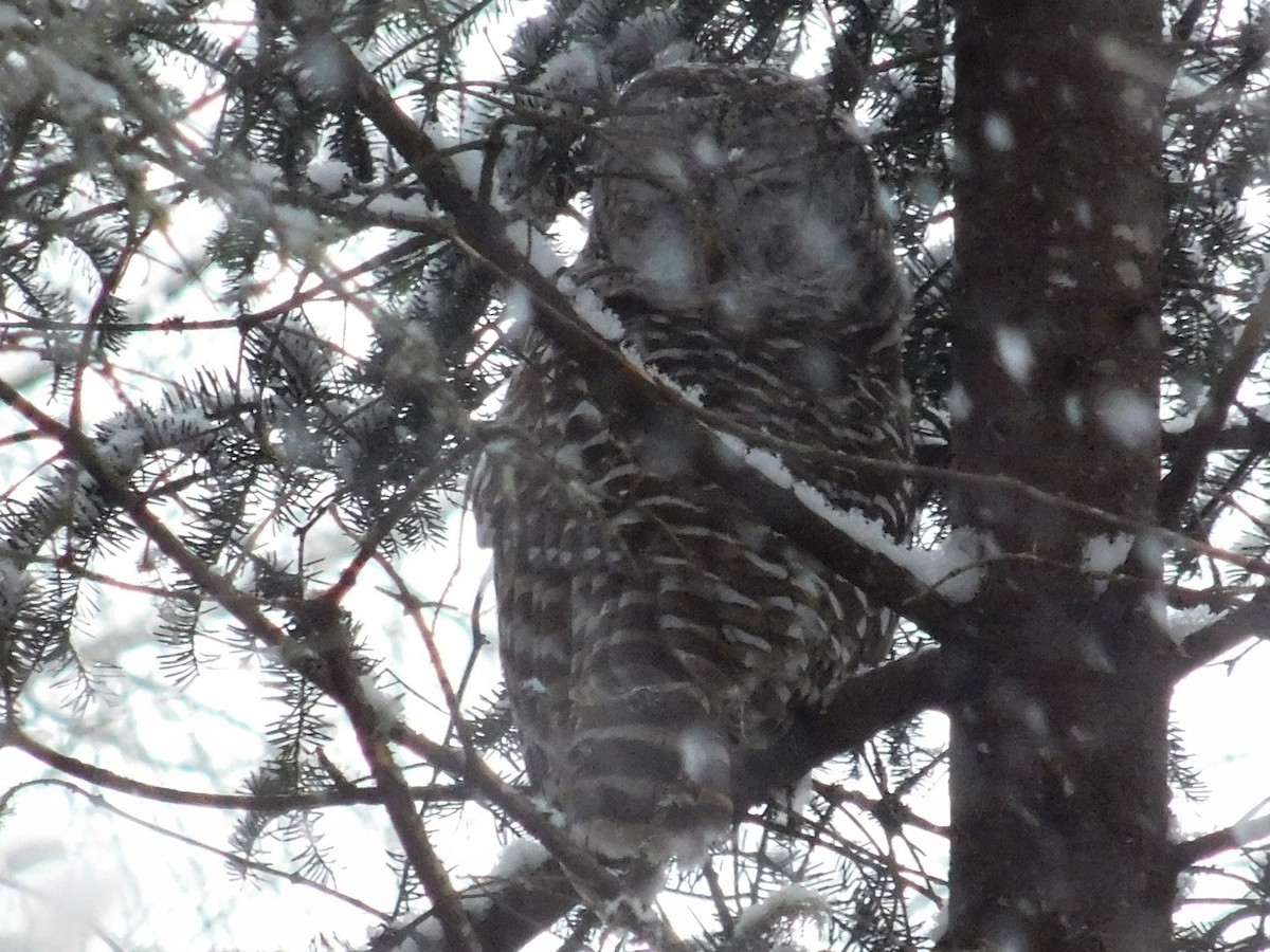 Barred Owl - ML141496191