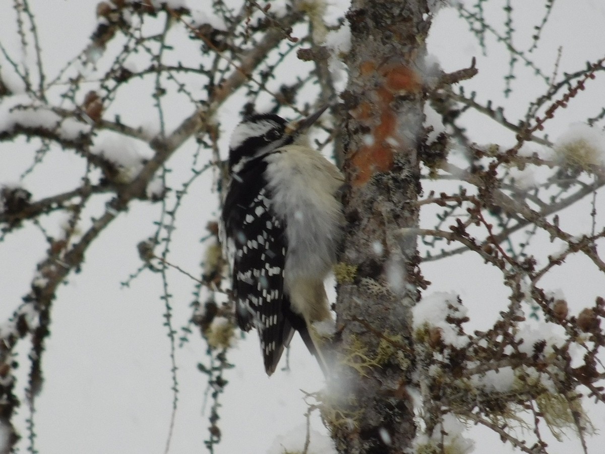 Hairy Woodpecker (Eastern) - Thomas Mudd