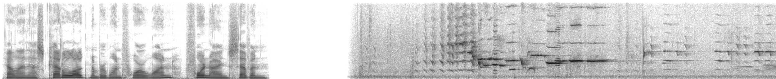 North Island Saddleback - ML141497