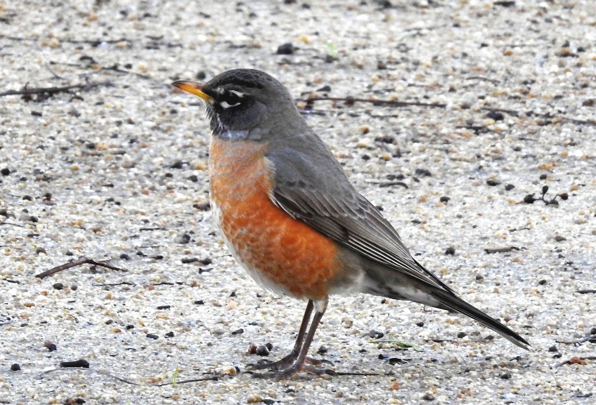 American Robin - ML141498181