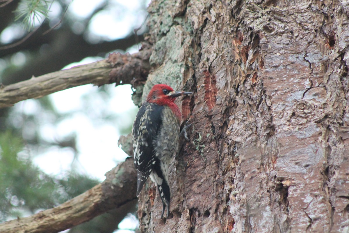 Red-breasted Sapsucker - ML141498201
