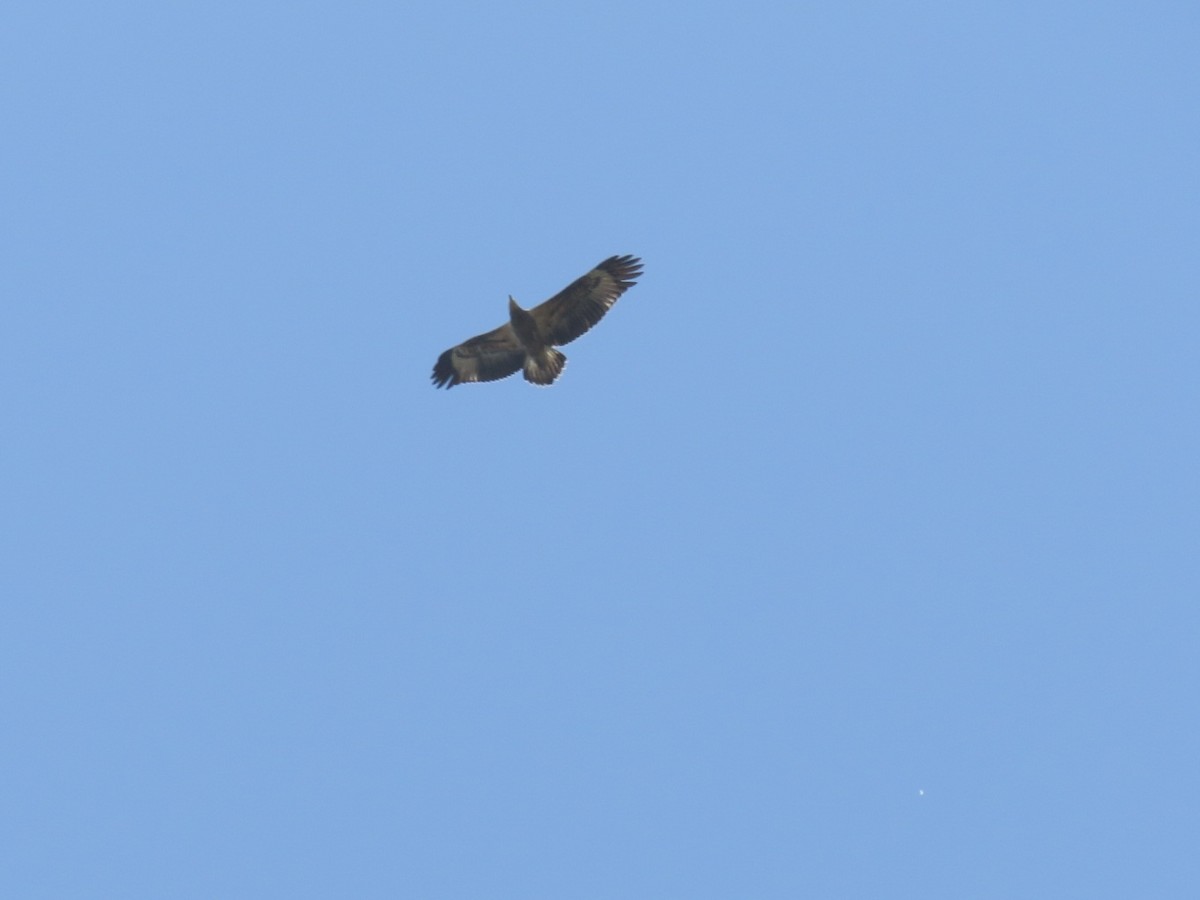 White-bellied Sea-Eagle - ML141498491