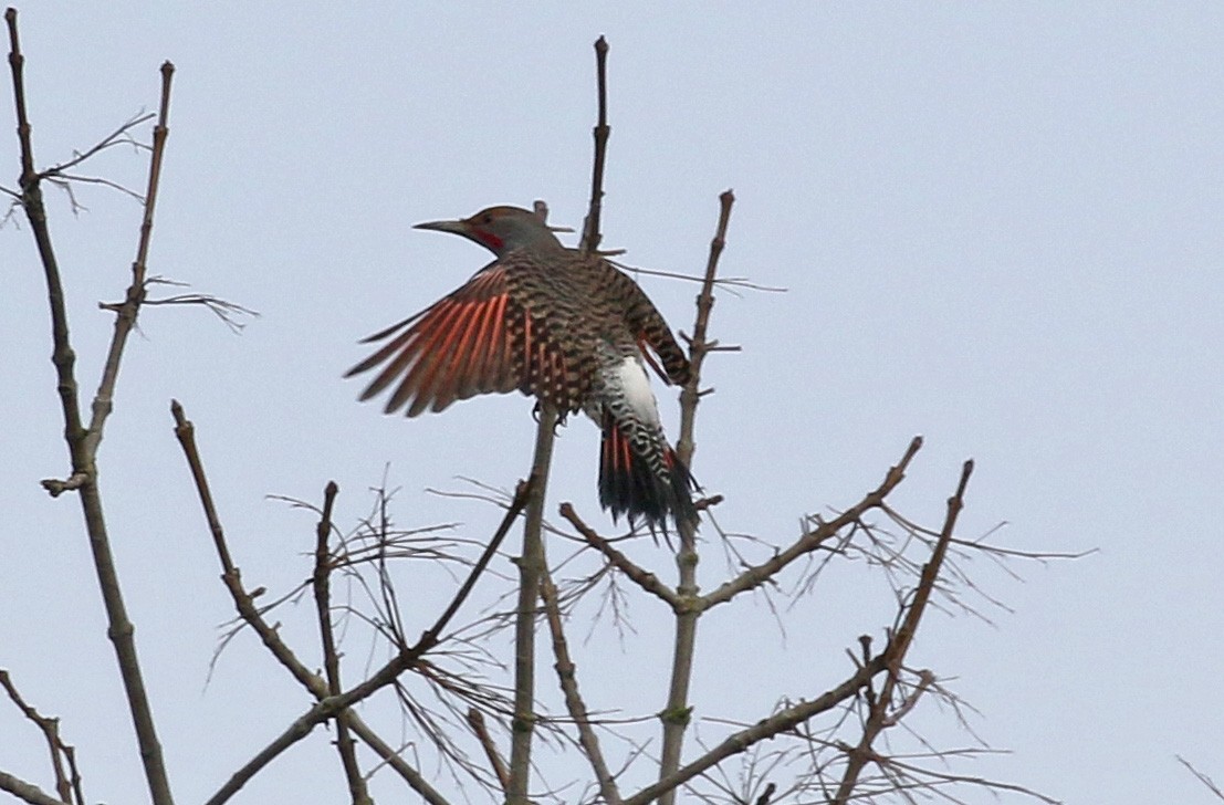 Northern Flicker - ML141499331