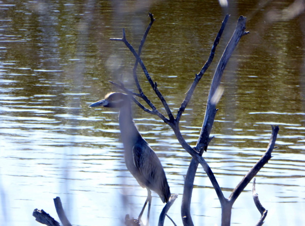 Yellow-crowned Night Heron - ML141501971