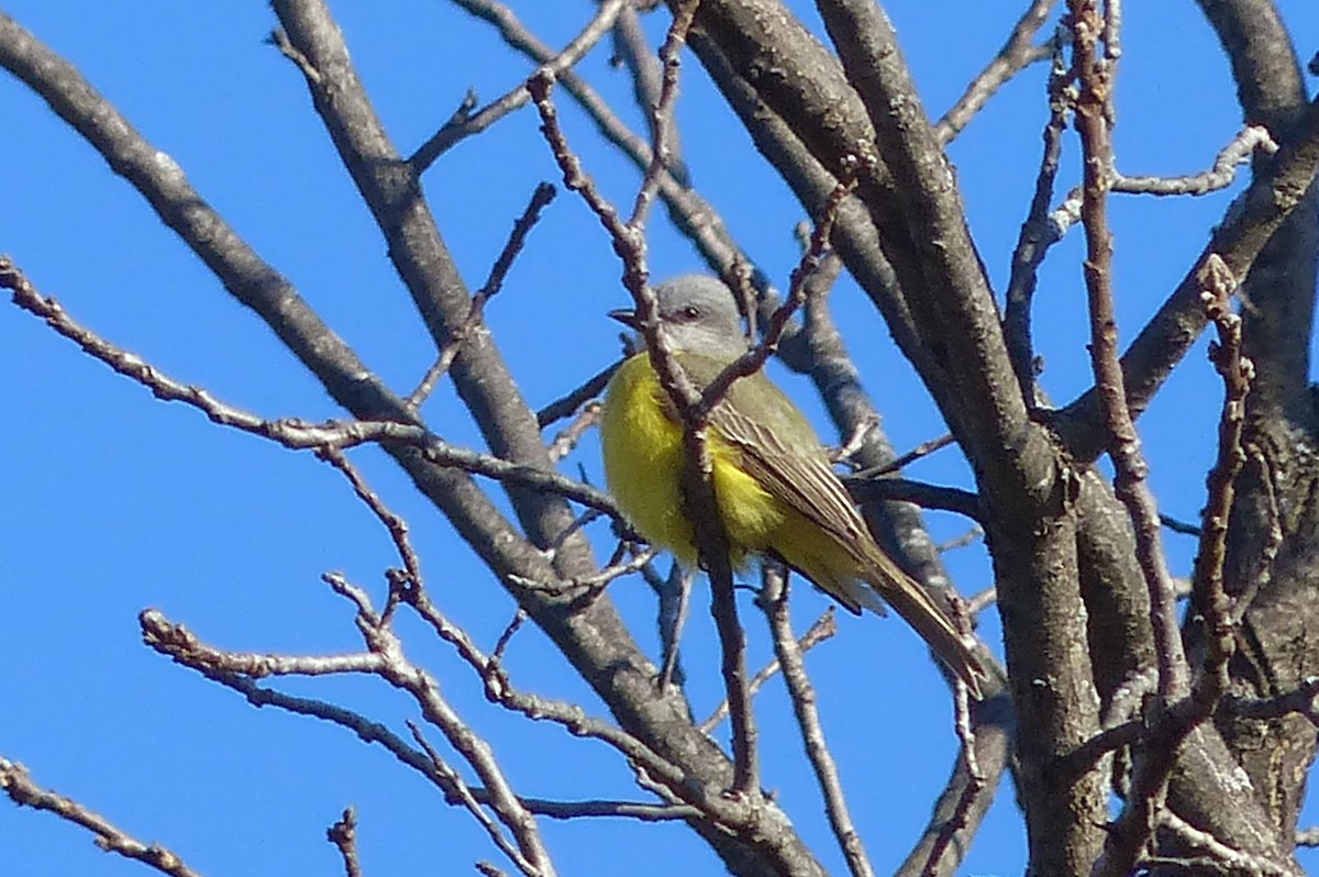 Couch's Kingbird - Chad Fike