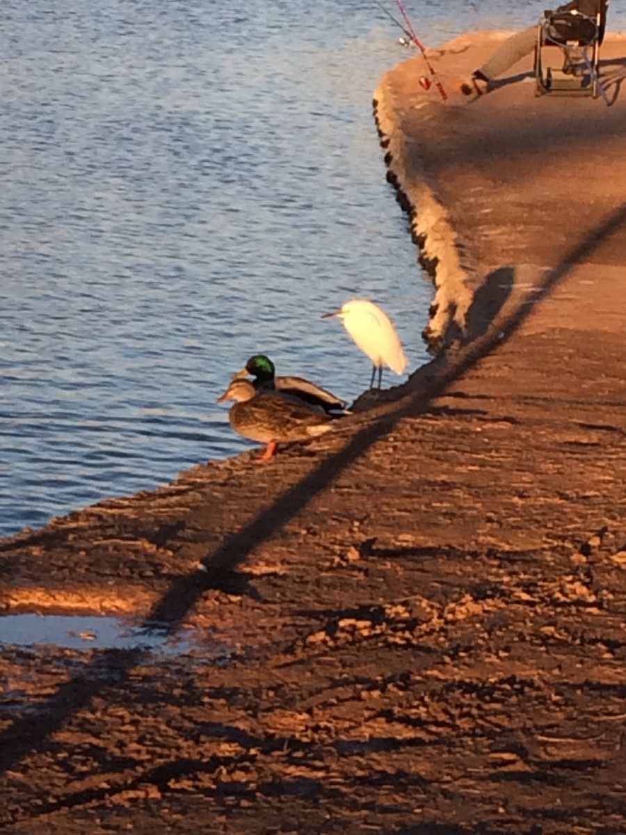 Snowy Egret - ML141502481