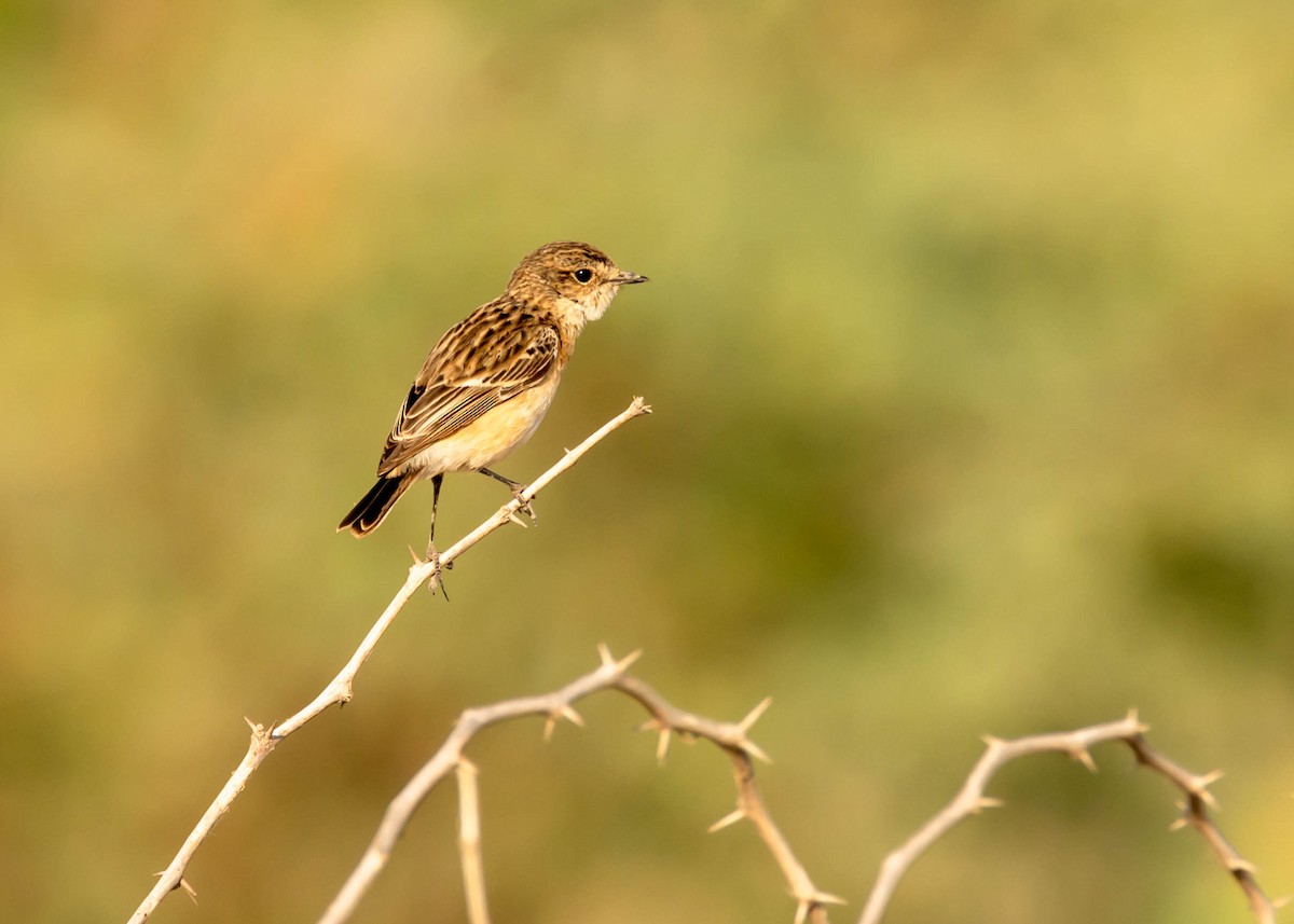 Siberian Stonechat - Ramesh Desai