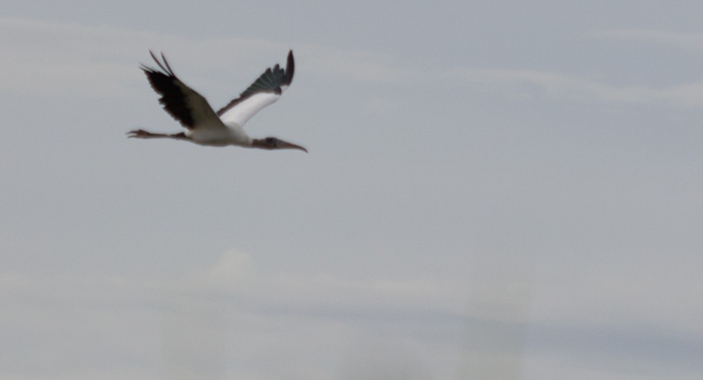 Wood Stork - Enio Moraes