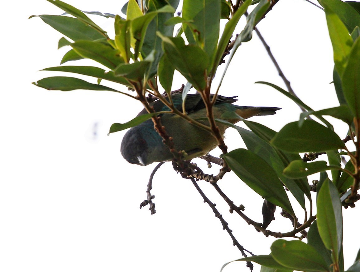 Scarlet-thighed Dacnis - Tom Murray