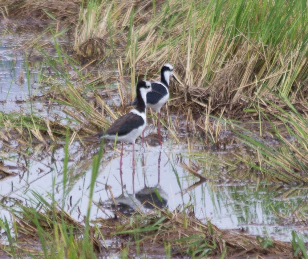 Black-necked Stilt (White-backed) - ML141504531