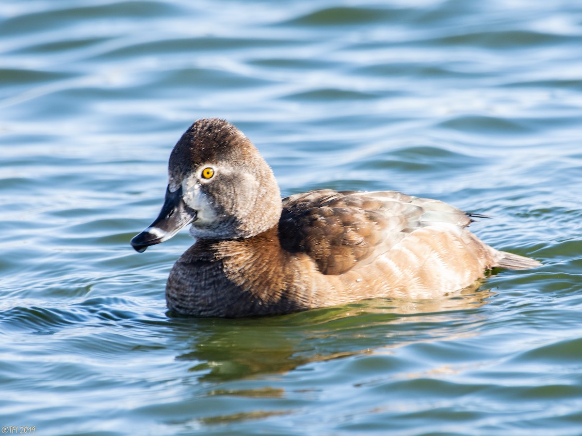 Ring-necked Duck - T I