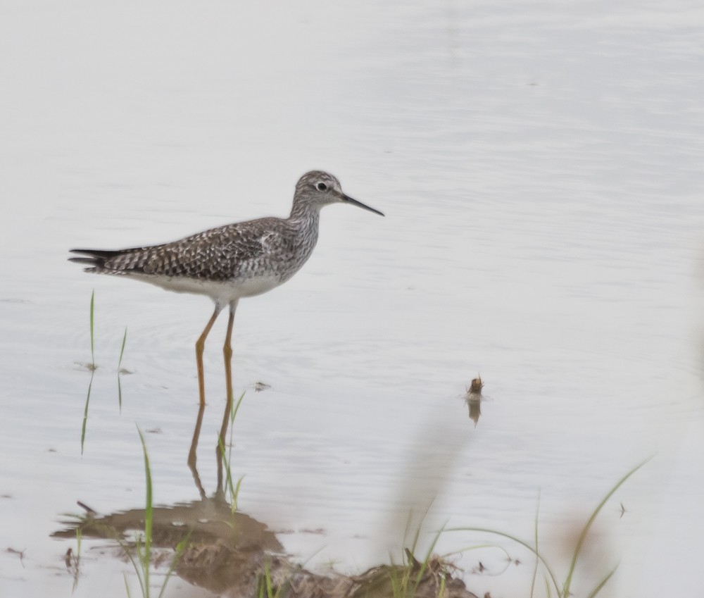 Lesser Yellowlegs - Enio Moraes