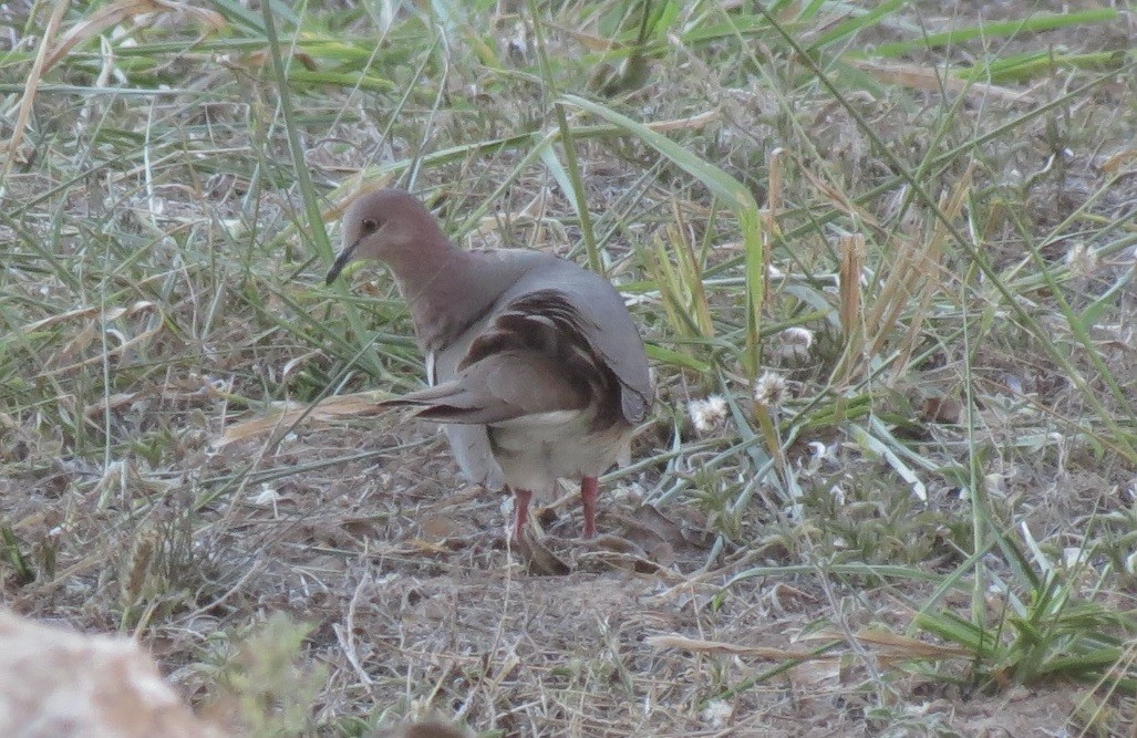 White-tipped Dove - ML141508151