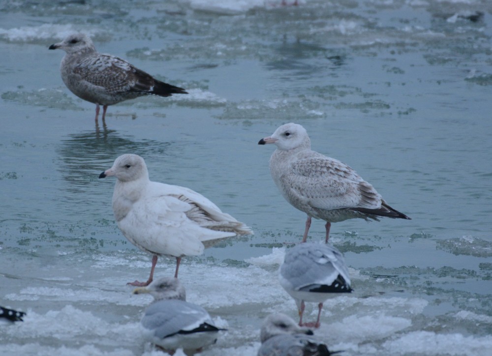 gråmåke x polarmåke (hybrid) - ML141508701