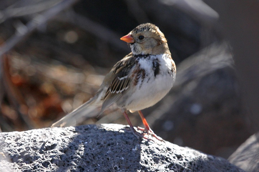 Harris's Sparrow - Jonathan Dowell