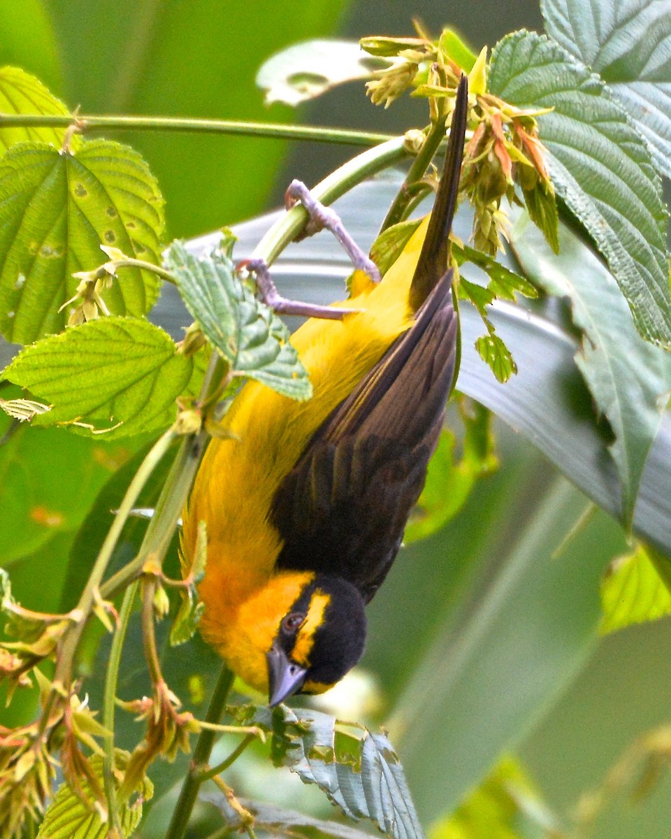 Black-necked Weaver - ML141513331