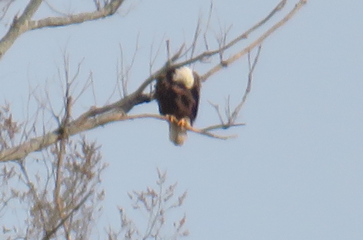 Bald Eagle - Susan Lanier