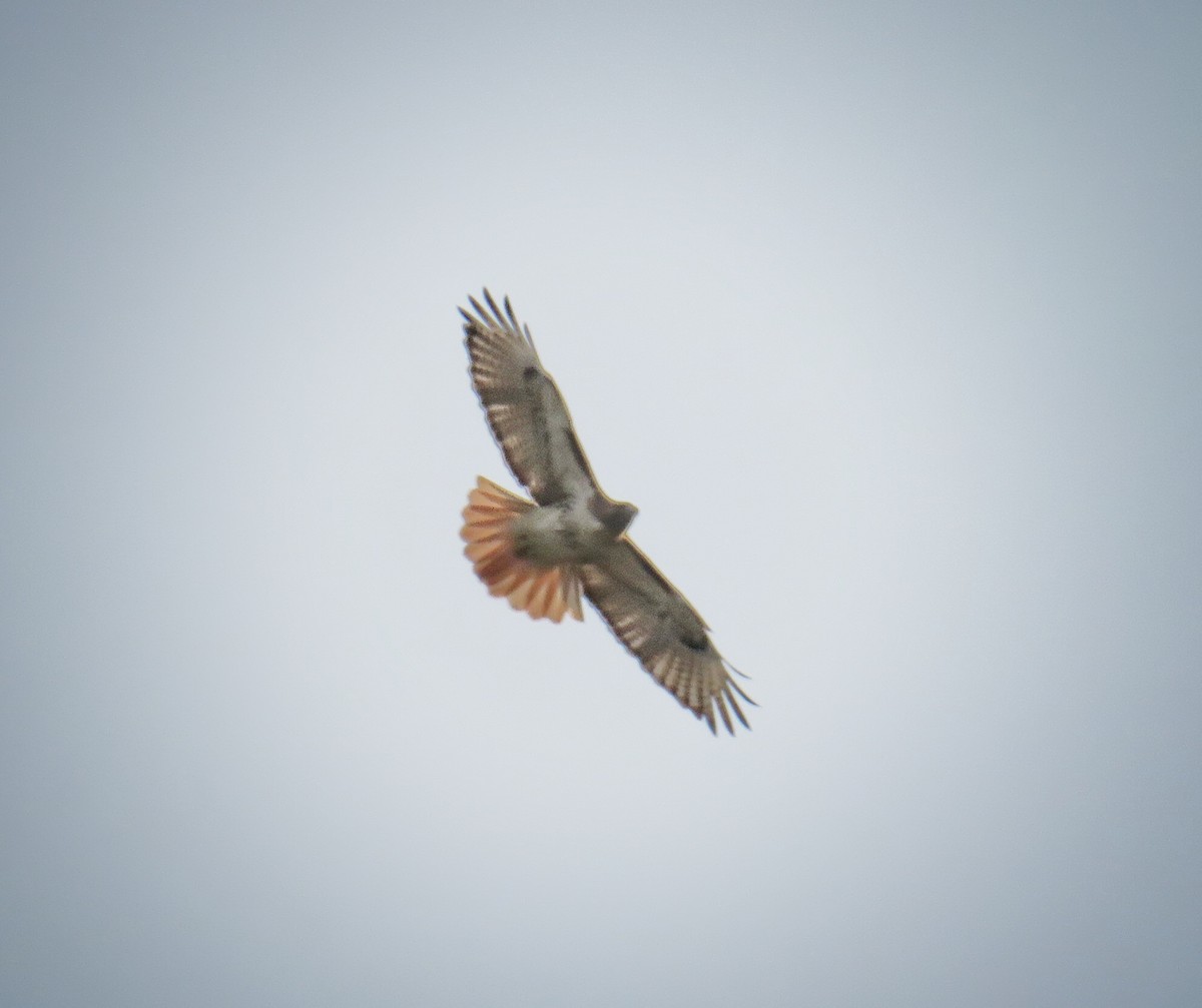 Red-tailed Hawk - Susan Lanier