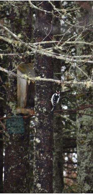 Downy Woodpecker - ML141514631