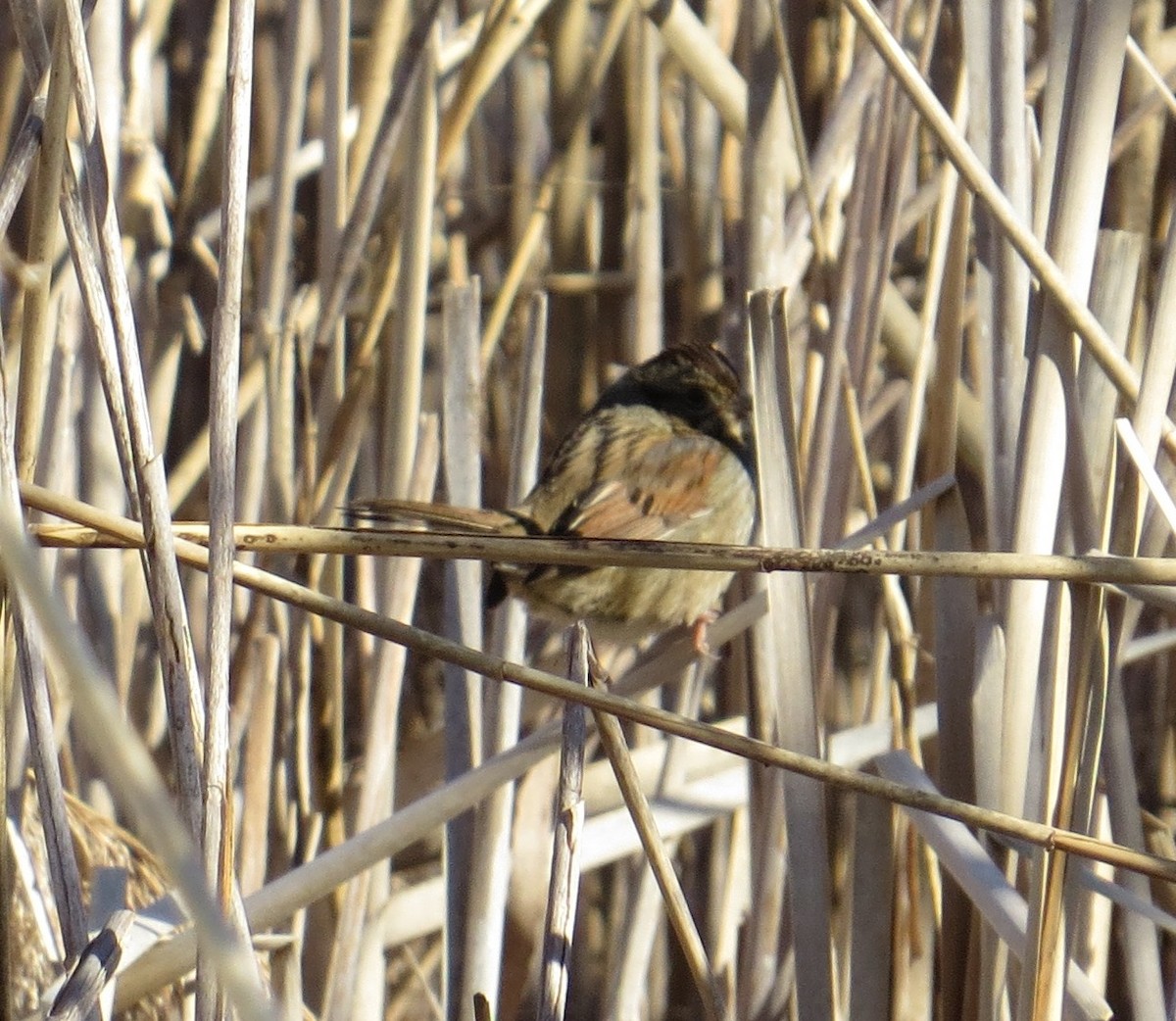 Пасовка болотяна - ML141514891