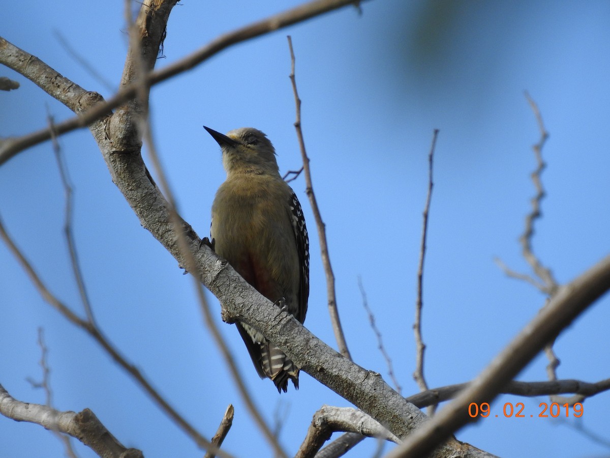 Carpintero Coronirrojo - ML141514991