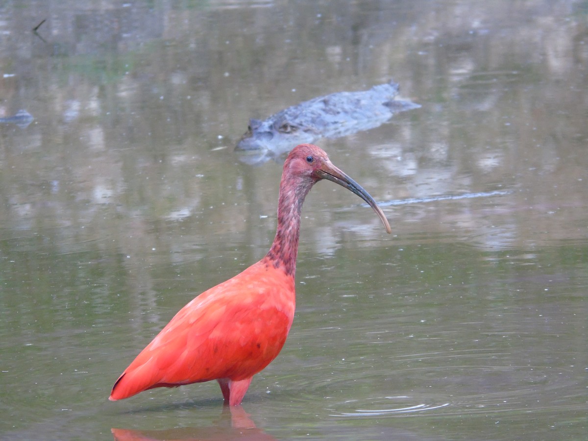 ibis rudý - ML141515331