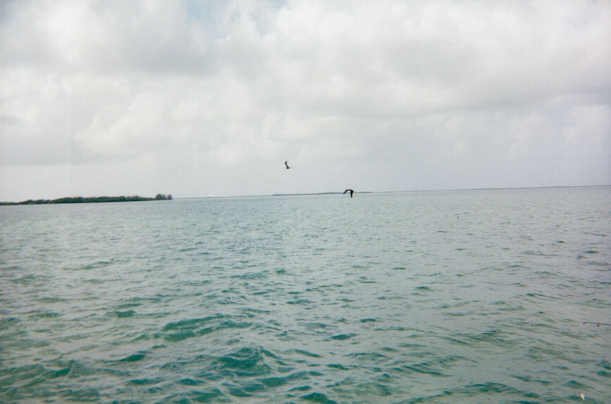 Magnificent Frigatebird - ML141515531