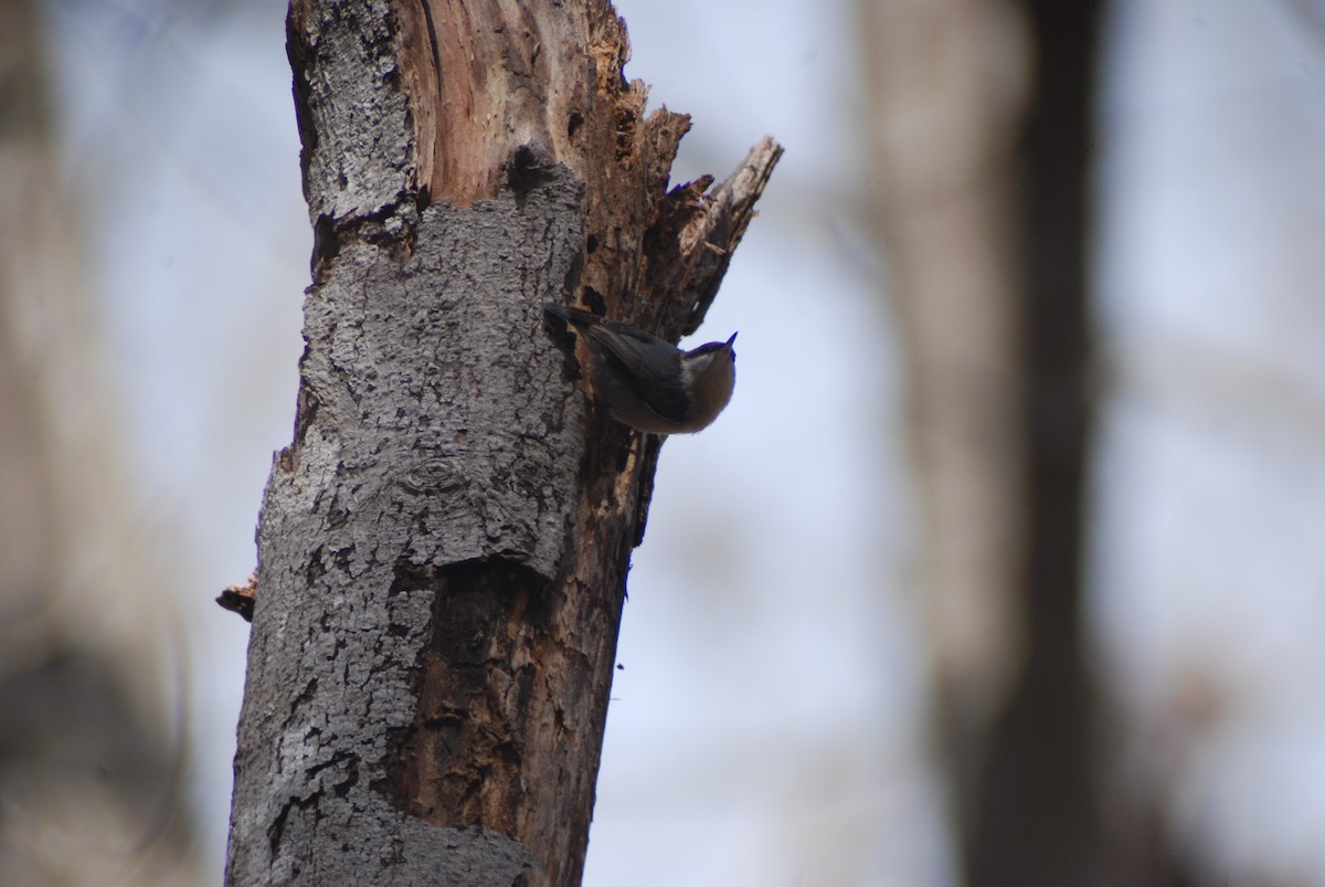 Brown-headed Nuthatch - ML141515611