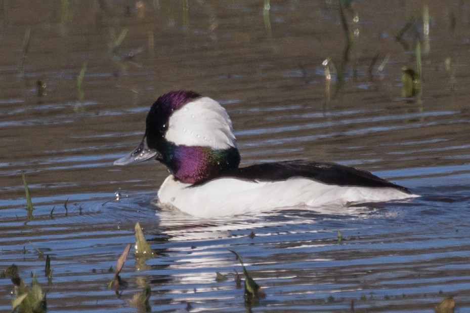 Bufflehead - ML141515971