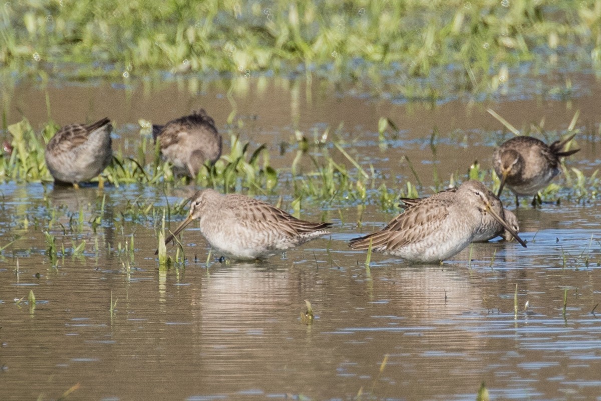 Long-billed Dowitcher - ML141516041