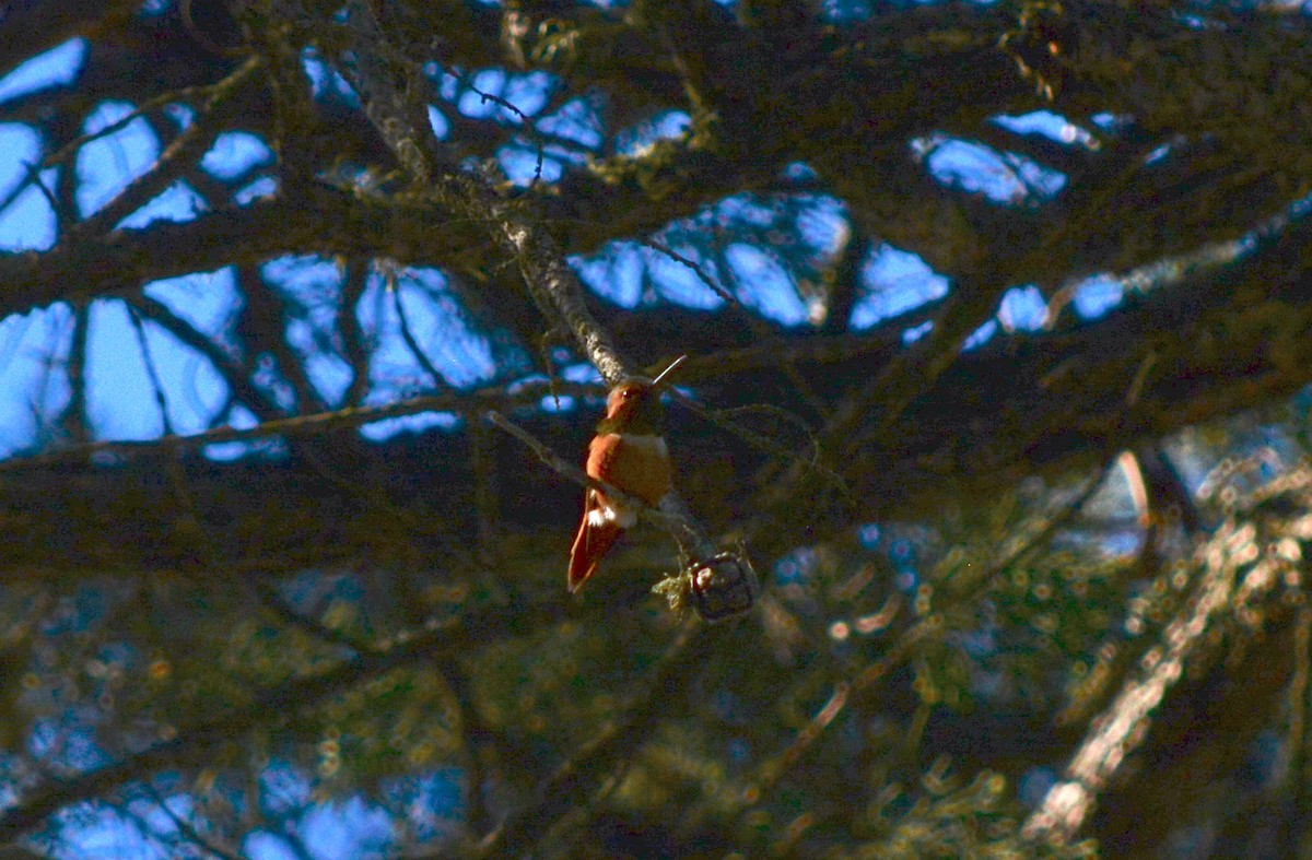 Allen's Hummingbird - ML141516081