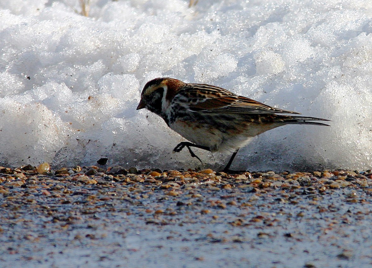 Lapland Longspur - Brandon Best