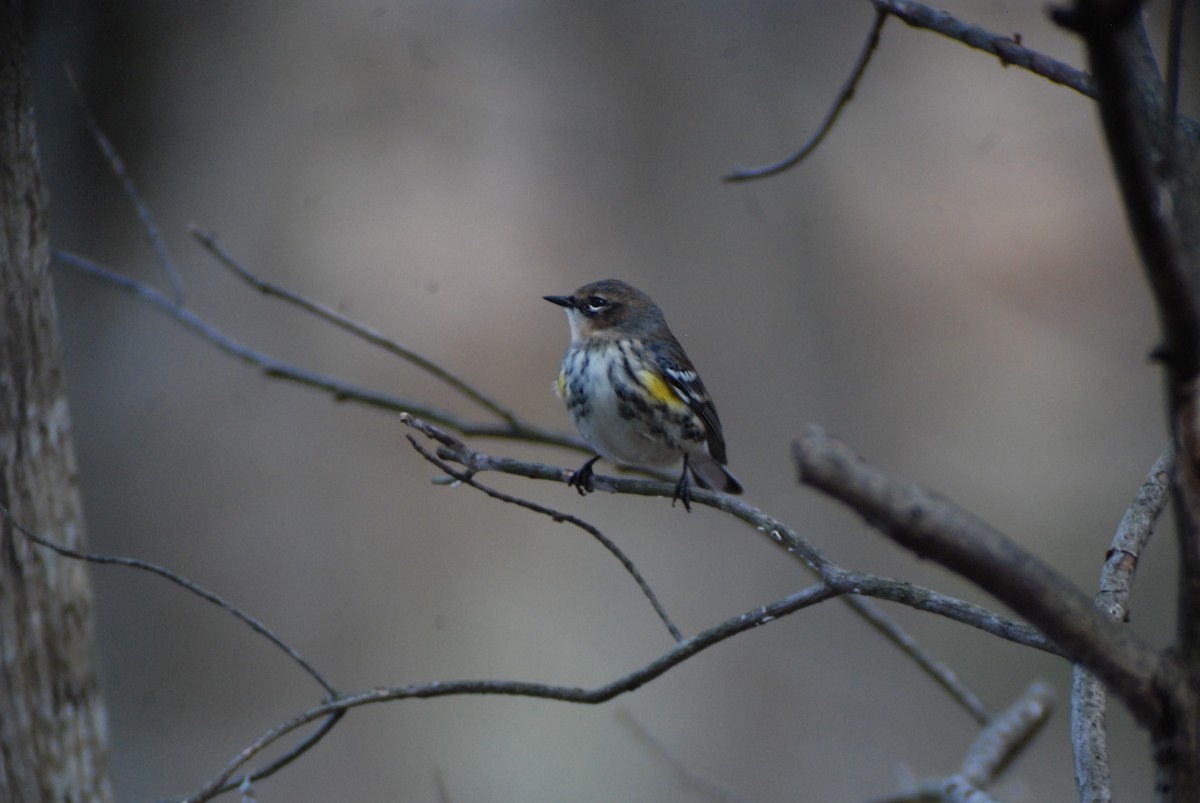 Yellow-rumped Warbler - ML141517021