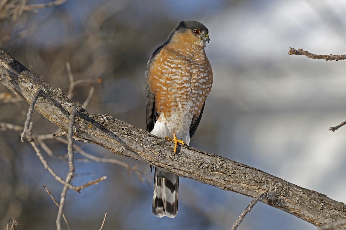 Sharp-shinned Hawk - David McQuade