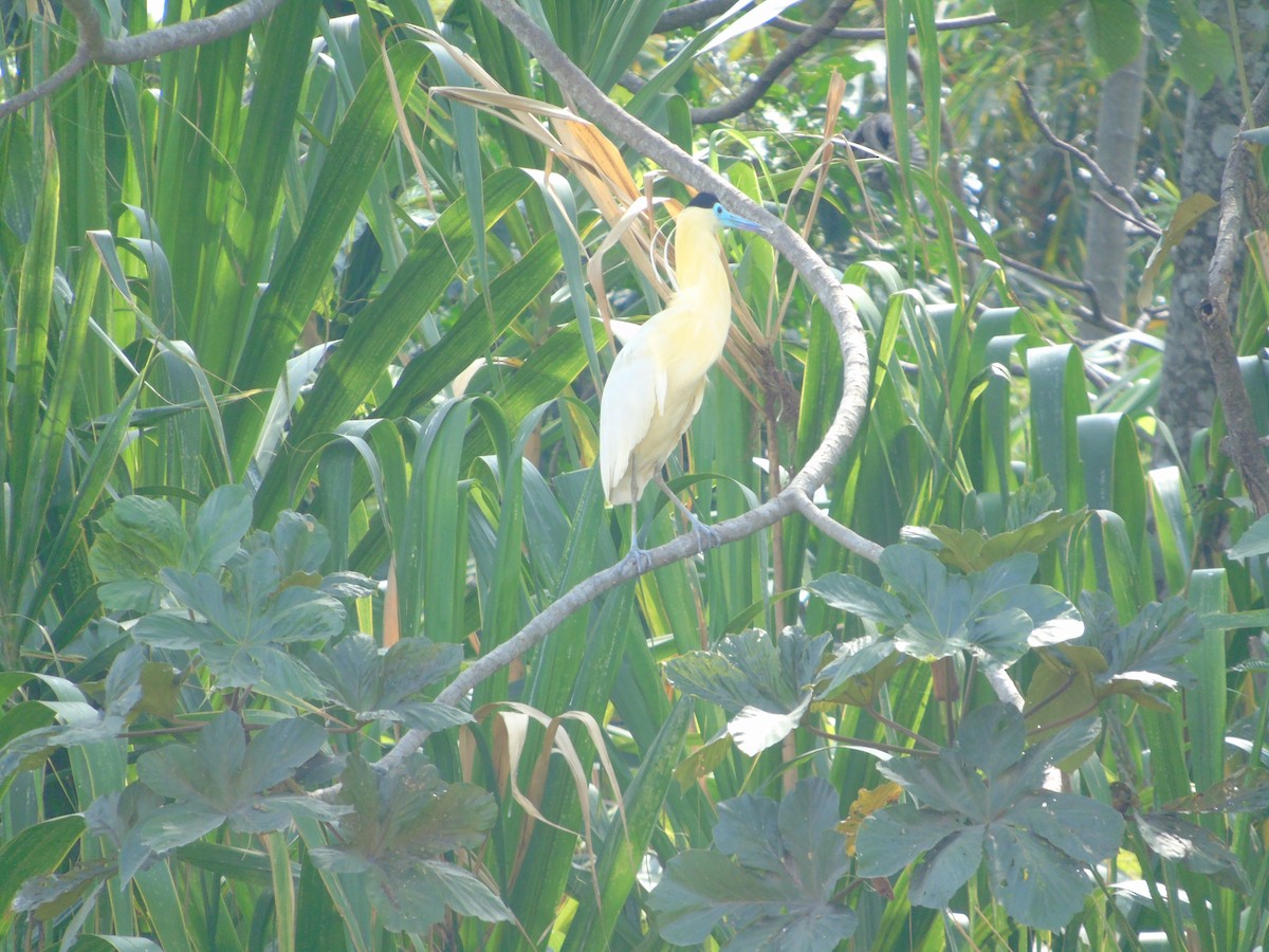 Capped Heron - ML141517751